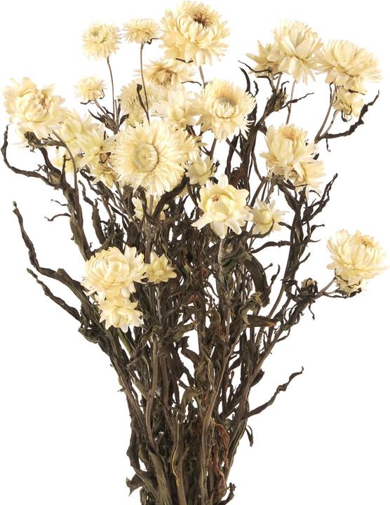 Produktbild Geschenkkörbe CH Strohblumen, Helichrysum Trockenblumen, natur weiss (Trockenblumen)