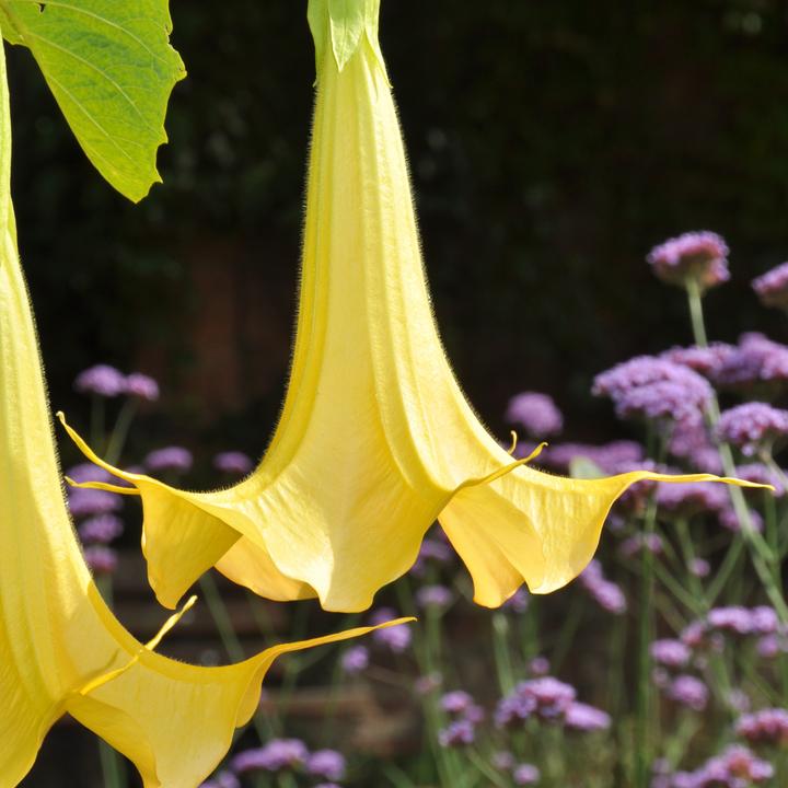 Produktbild Plant in a Box Brugmansia versicolor, sanguinea, suaveolens - 6er Set Engelstrompete (25 cm)