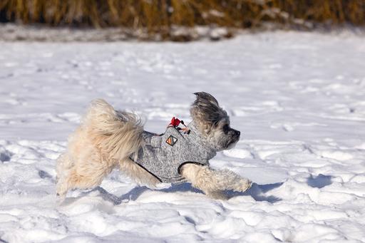 Image du produit Beeztees Celia (36, Pull-over pour chien)