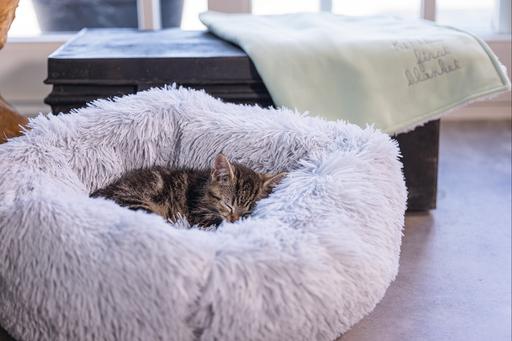 Immagine prodotto Beeztees Vuoto (Gatto)
