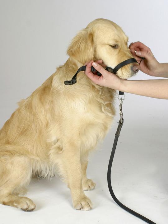 Actual product image Kerbl MAXI COACH training and education harness