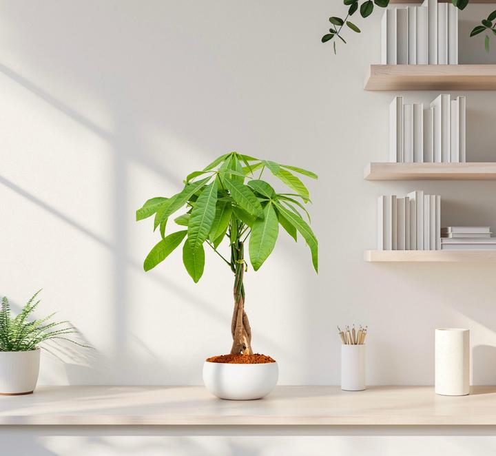 Image du produit Mahaloplants Glückskastanie (45 cm, Respectueux des animaux)
