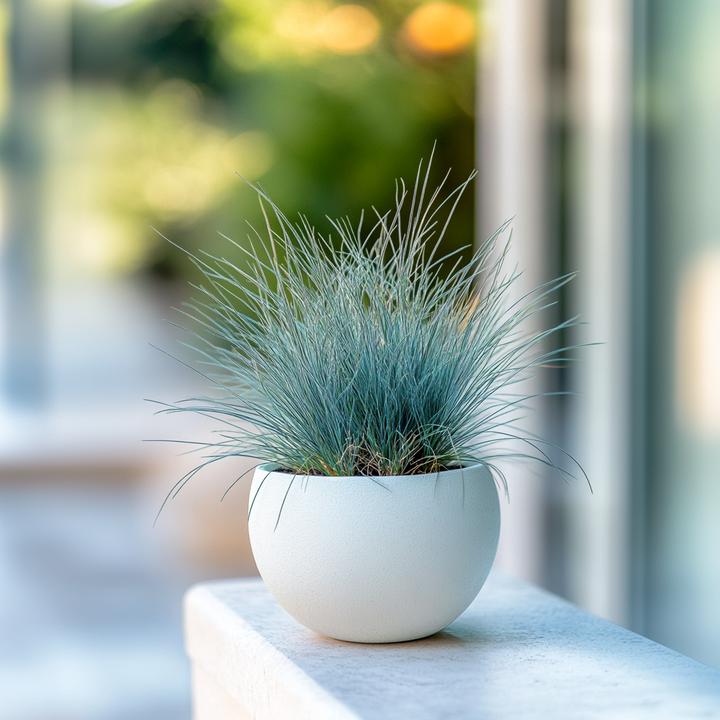 Produktbild Plant in a Box Festuca glauca 'Elijah Blue' - 6er Set Blaugrünes Schwingel (10 cm)