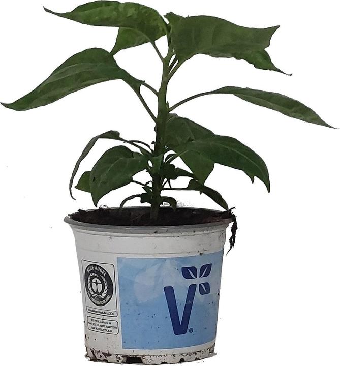 Produktbild Boum Setzling Chili "Habanero"