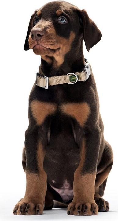 Actual product image Hunter Dog collar Alu-Strong red M (40-55 cm) (M, Dog)