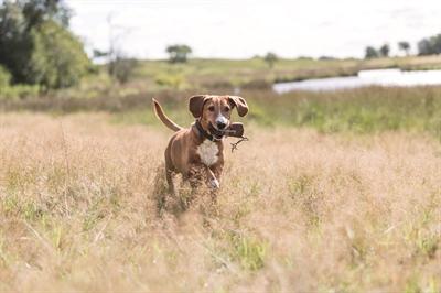 Image du produit Trixie Activité canine Preydummy (Jouet à lancer chien, Apporter)