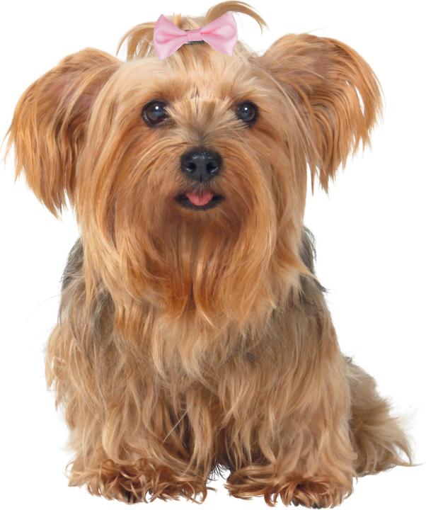 Produktbild Trixie Hundeschleifen Set 10Stück 4–5.5 cm