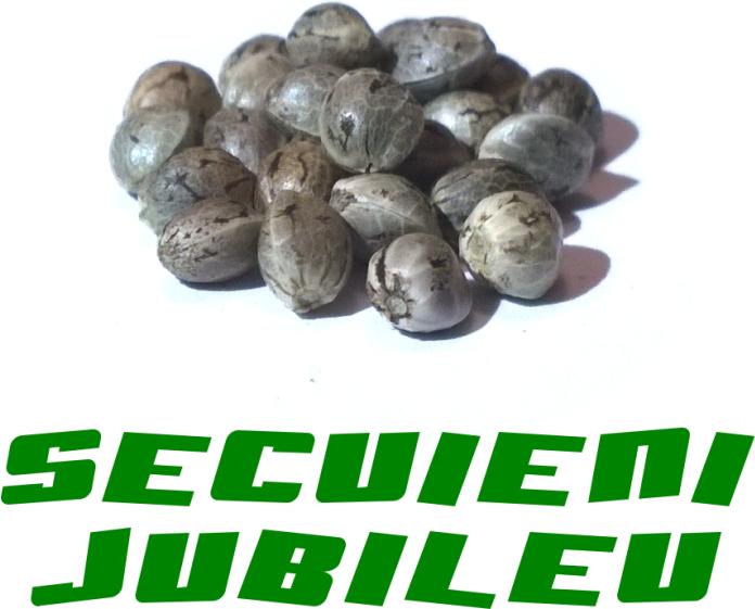 Image du produit Gardinova Graines de cannabis Secuieni Jubileu (Graines de plantes)