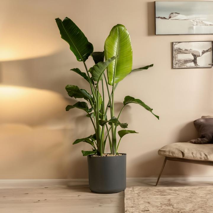 Image du produit Plant in a Box Strelitzia Nicolai - Fleur d'oiseau de paradis (55 cm)