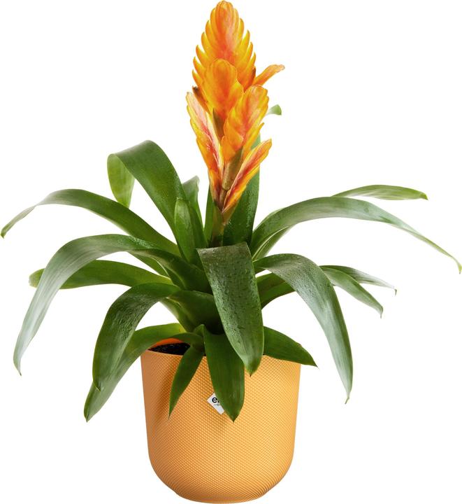 Immagine prodotto Elho Giro di Jazz (14 cm)