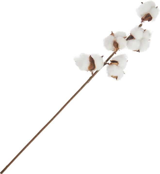 Produktbild DPI Baumwoll Zweig, L 49 cm