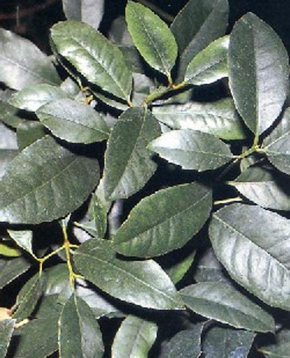 Image du produit Tropica Théier maté Ilex Paraguensis Hook (Graines de plantes)