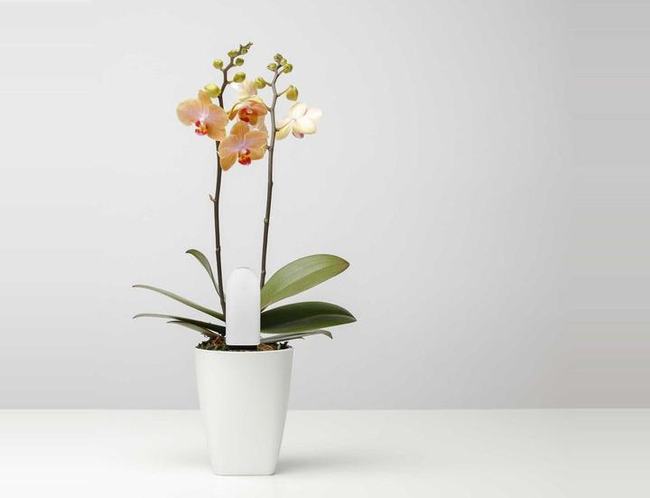 Produktbild Xiaomi Vegtrug Flower Care (Bewässerungssensor)