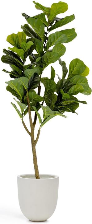Kave Home Ficus (150 cm)