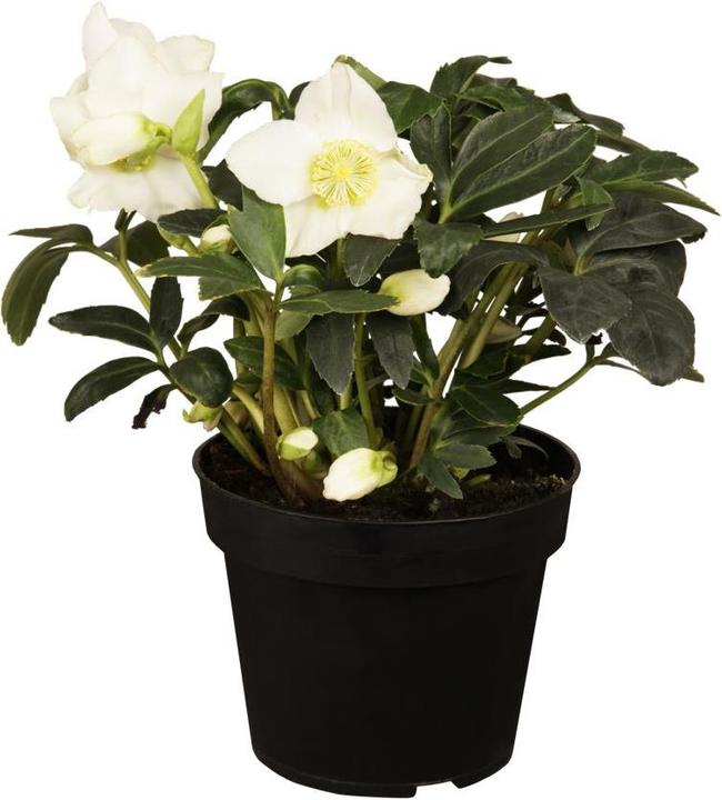 Rosa di Natale in un cesto (30 cm)