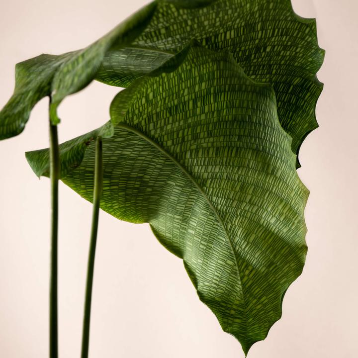 Actual product image Mary and Plants Calathea Network (50 cm)