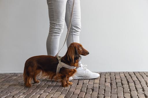 Productafbeelding Designed by Lotte Velura (XXS, XS, S, M, L, Hond, Algemeen)