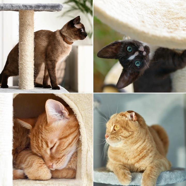 Produktbild Wiltec Kratzbaum beige/weiss 141cm Katzenbaum Katzenkratzbaum Kletterbaum Katze (141 cm, beige/weiss)