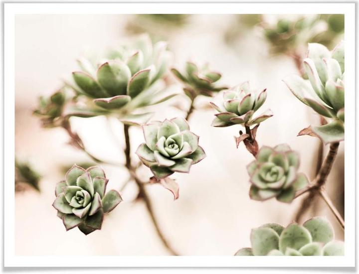 Image du produit Trenddeko Petites plantes succulentes (50 x 40 cm)