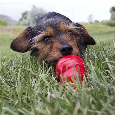 Actual product image KONG Stuff'n liver paste (Dog food toy)