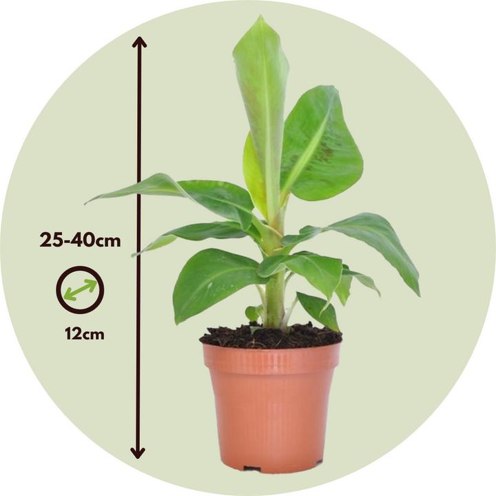 Image du produit Plant in a Box Musa 'Oriental Dwarf' - (25 cm)
