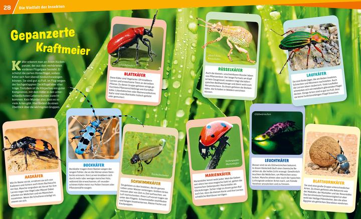 Produktbild Tessloff WAS IST WAS Band 30 Insekten. Überlebenskünstler auf sechs Beinen (Deutsch, Alexandra Rigos, 2018)