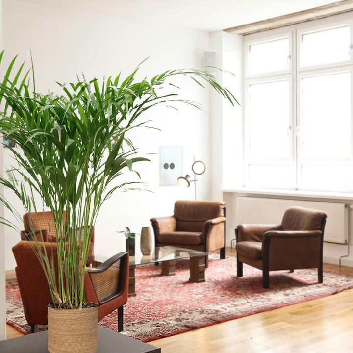 Actual product image VEG and the City Goldfruchtpalme - Dypsis lutescens (80 cm)