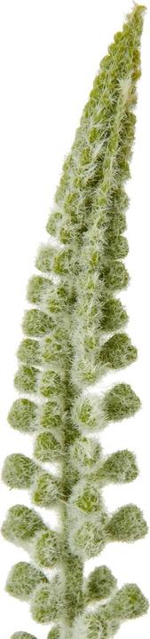 Image du produit Hill Interiors Plante artificielle Eremurus Stem (88 cm)
