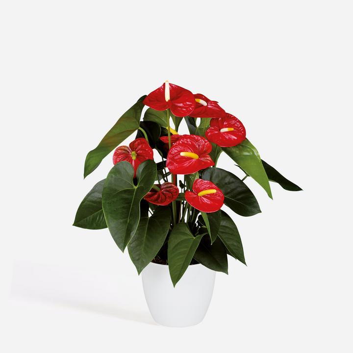 Image du produit Plant in a Box Anthurium 'Royal Champion' - Flamingoblume (35 cm)