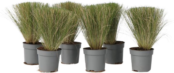 Immagine prodotto Plant in a Box Stipa tenuifolia 'Pony Tails' - 6er Set Zier Federgras (20 cm)