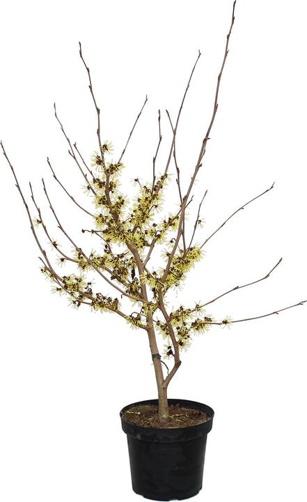 Immagine prodotto Zulauf Zaubernuss / Hamamelis in. 'Arnold Promise' (80 cm)