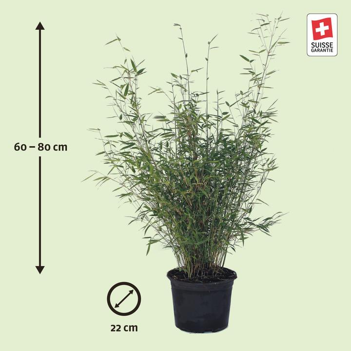 Actual product image Zulauf Garten-Bambus / Fargesia rufa (80 cm, Animal friendly)