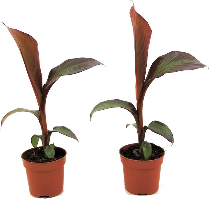 Plant in a Box Ensete ventricosum Maurelli - 2er Set Rote Banane (20 cm)