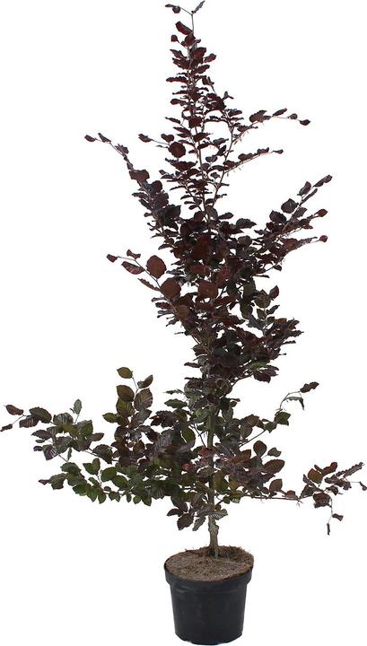 Produktbild Zulauf Blut-Buche / Fagus syl. 'Purpurea' (125 cm)
