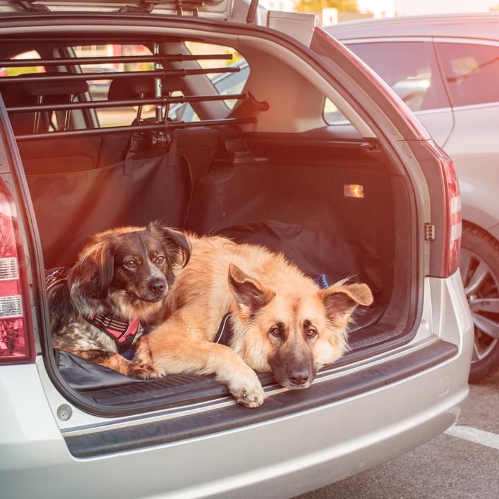 Actual product image Relaxdays Protective Car Seat Cover for Dogs (Dog, Reflectors, Breathable)