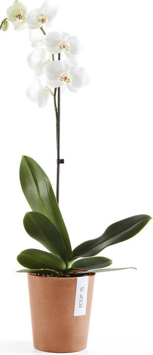 Immagine prodotto Ecopots Morinda