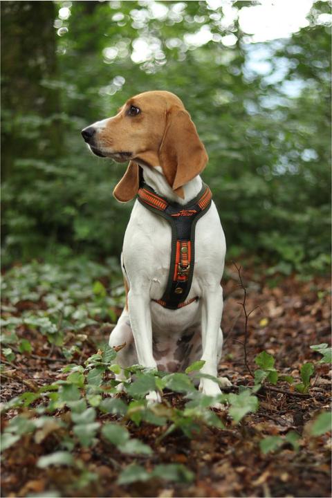 Produktbild Niggeloh Hundeführgeschirr Follow (L, Hund, Allgemein)