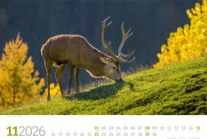 Immagine prodotto Tierwelt Wald Kalender 2026 (45 x 33 cm, Copertina rigida, Tedesco)
