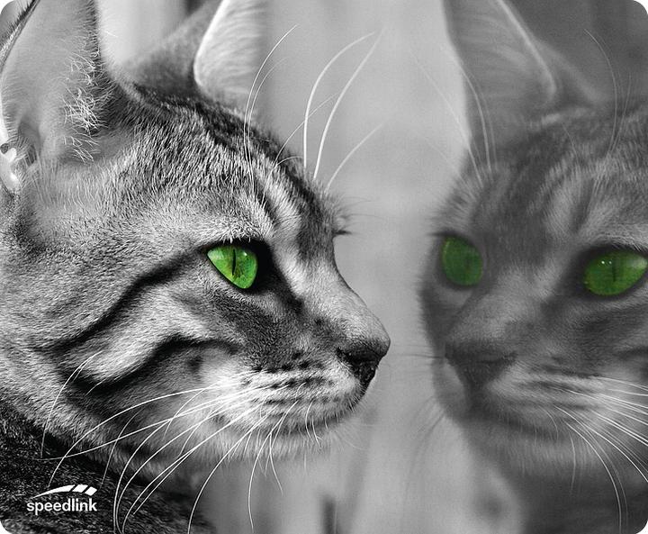 Produktbild Speedlink Silk Cat (M)