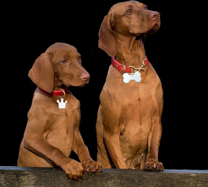 Image du produit Softreflector Réflecteur pour os de chien (Chien, Sport canin)
