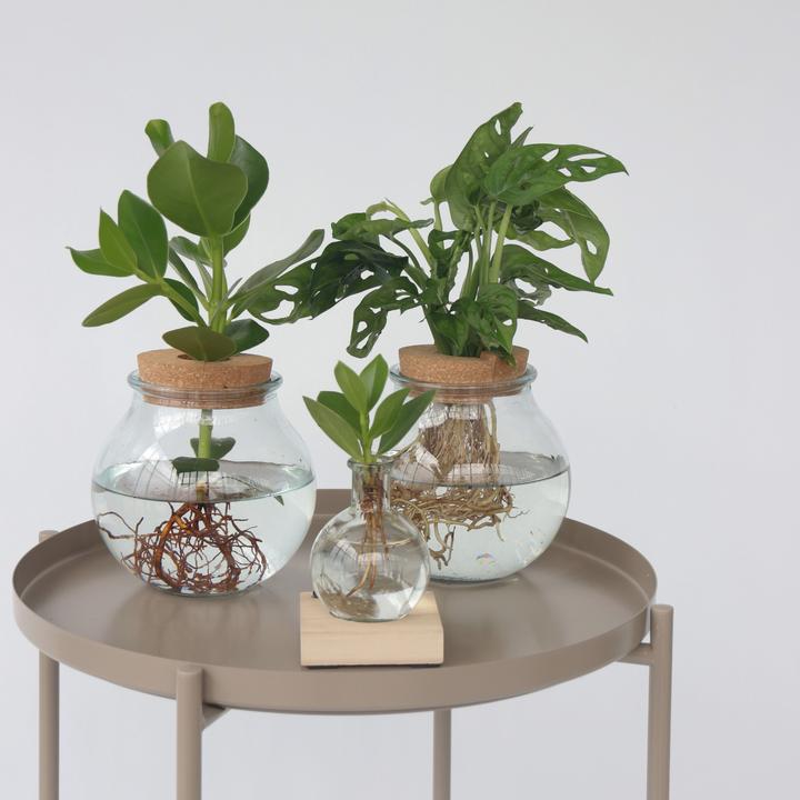 Immagine prodotto Plant in a Box Monstera Adansonii 'Monkey Mask' - Foglia di finestra in vetro (35 cm)