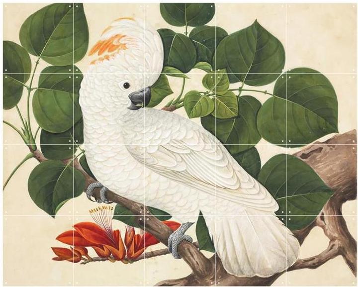 Image du produit Ixxi Cockatoo (80 x 100 cm)