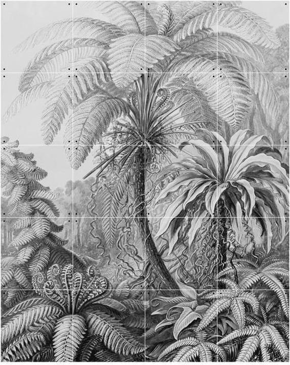 Produktbild Ixxi Ferns (80 x 100 cm)
