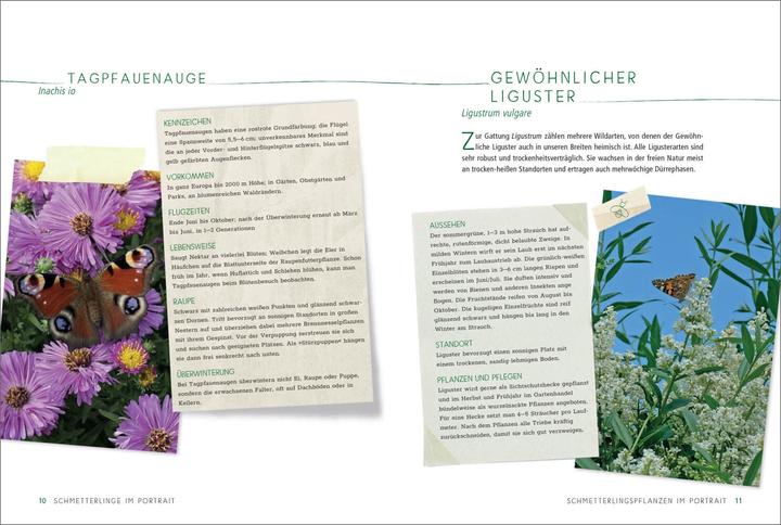 Immagine prodotto Ein Gartenparadies für Schmetterlinge. Die schönsten Blumen, Stauden, Kräuter und Sträucher für (Tedesco, Ursula Kopp, 2020)