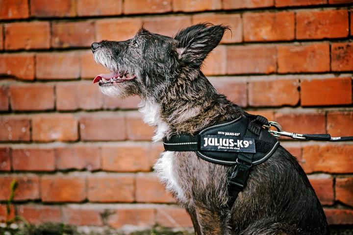 Produktbild Julius-K9 K9 Idc Powair Geschirr Blau Mi (S, Hund, Allgemein)