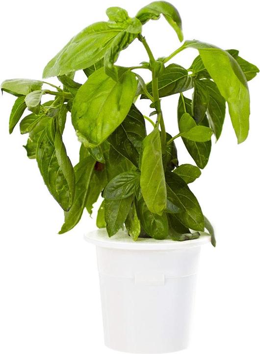 Produktbild Click and Grow Basilikum (Kräutersamen)