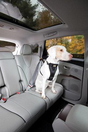 Actual product image Kurgo Safety harness with straps (M, Dog, General)