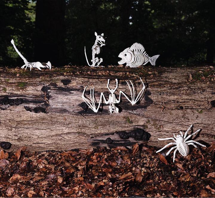 Image du produit Boland Squelette d'araignée (23 x 14 cm)