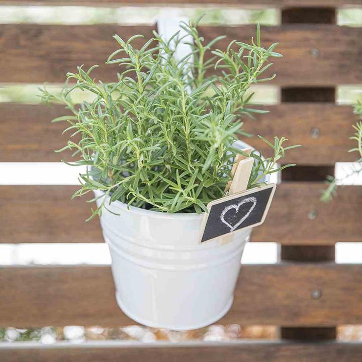 Actual product image Siena Garden Pflanzgefäss (16 cm)