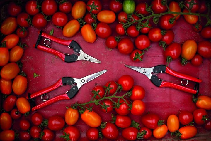 Actual product image Felco Flower shears
